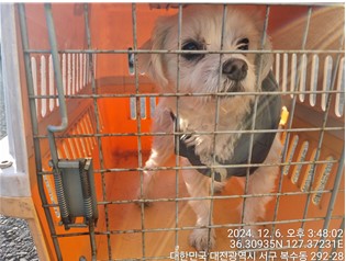 대전동물보호센터_430366202400775